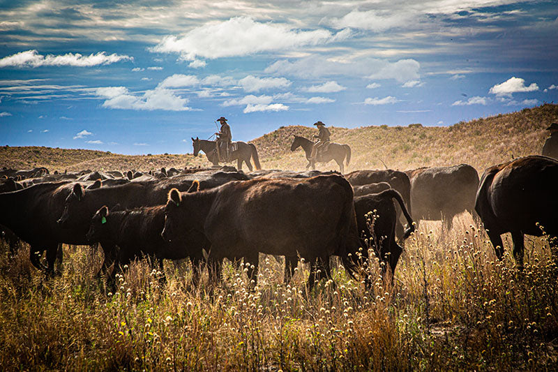 Two cowboys on horseback herding cattle in a desert landscape with a blue sky.