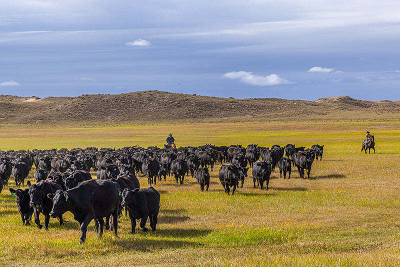 Cattle grazing in a vast open field with two riders on horseback.